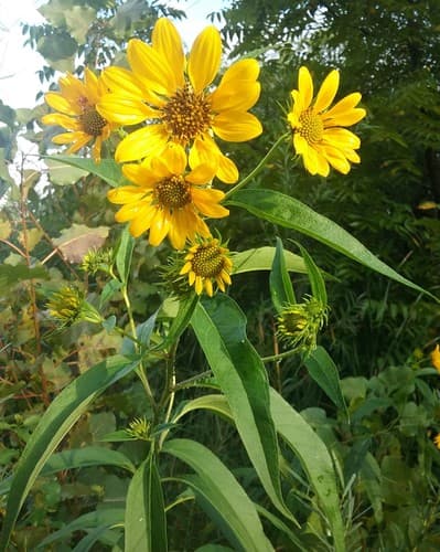 Sawtooth Sunflower (Helianthus grosseserratus)