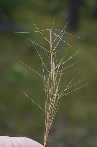 Slim-Spike Three-Awn Grass (Aristida longespica)