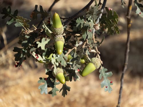 Valley Oak (Quercus lobata)