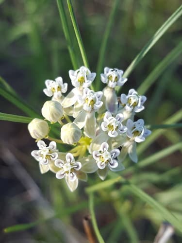 (Asclepias subverticillata)