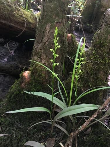 Palegreen Orchid (Platanthera flava)