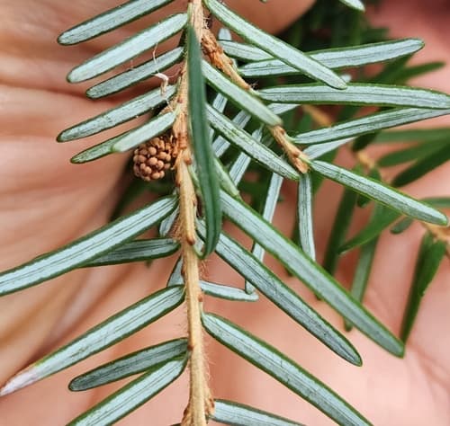 Pacific hemlock (Tsuga heterophylla)