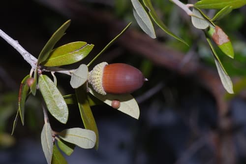 Escarpment Live Oak (Quercus fusiformis)