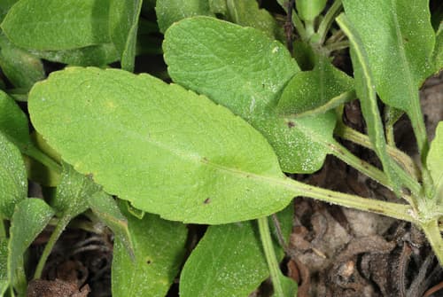 Camphorweed (Heterotheca subaxillaris)