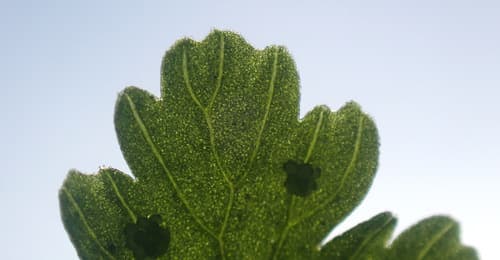 Brittle Bladder Fern (Cystopteris fragilis)