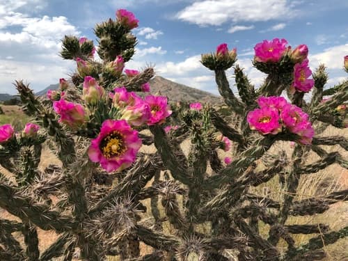 Cholla (Cylindropuntia imbricata)