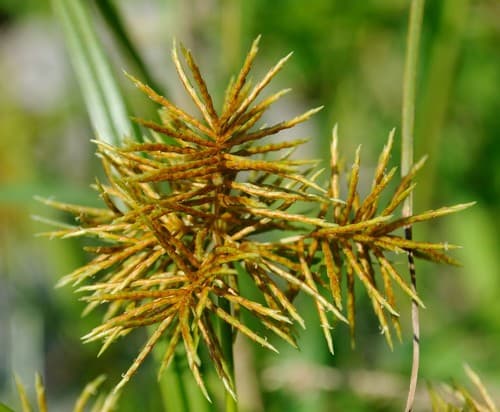 Calingale (Cyperus odoratus)