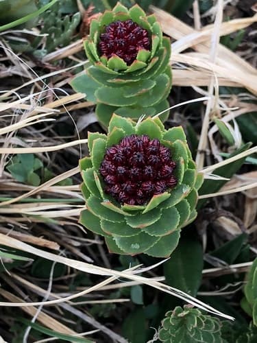 King's-crown (Rhodiola integrifolia)