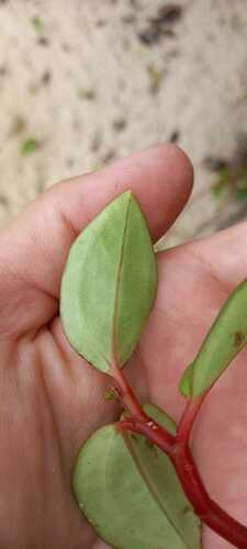 Cypress peperomia (Peperomia glabella)