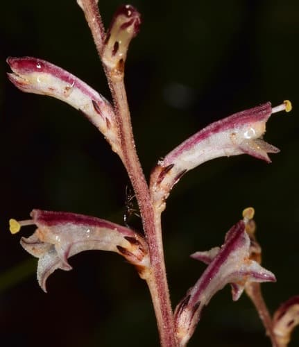 Beechdrops (Epifagus virginiana)