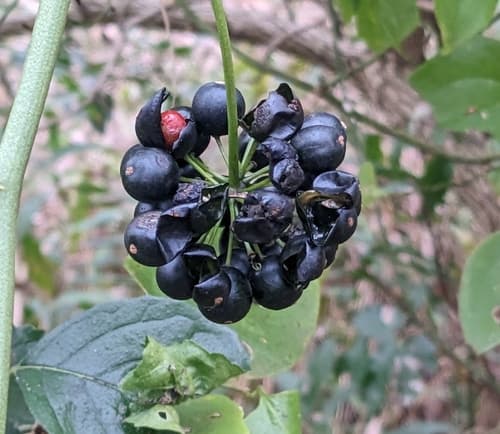 Bristly Greenbrier (Smilax tamnoides)