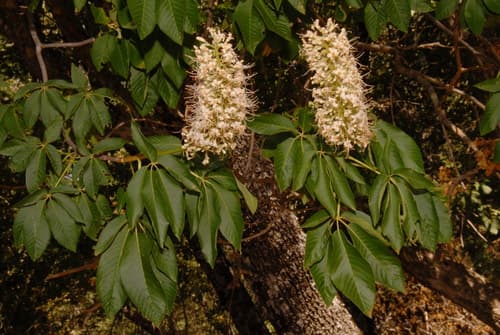 California Buckeye (Aesculus californica)