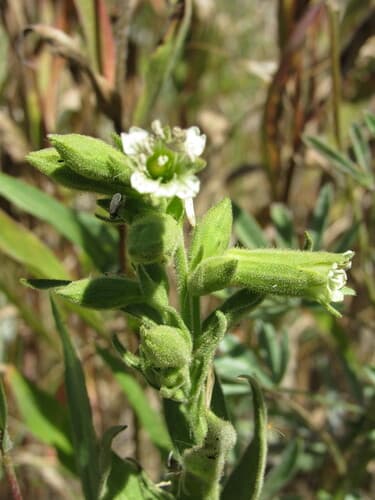 Spalding'S Campion (Silene spaldingii)