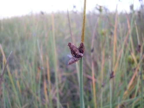 Chairmaker's bulrush (Scirpus americanus)