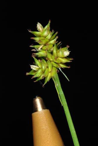 Leavenworth's sedge (Carex leavenworthii)