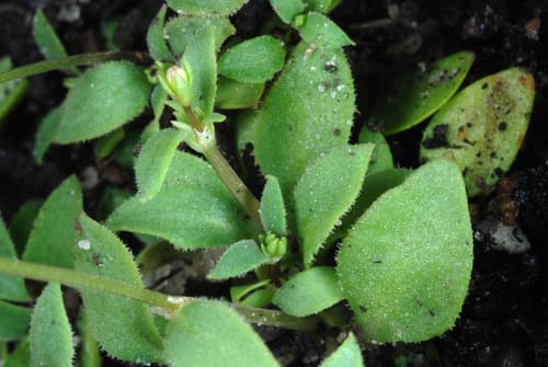 Tiny Bluet (Houstonia pusilla)