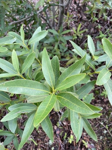 California-laurel (Umbellularia californica)