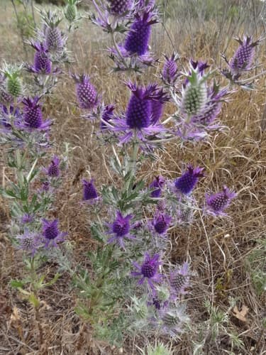 Leavenworth Eryngo (Eryngium leavenworthii)
