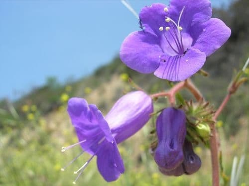 Wild canterbury bells (Phacelia minor)