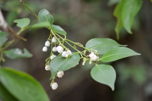 David's Milkberry (Chiococca alba)