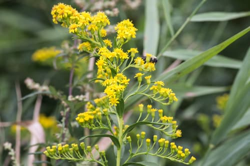 Seaside Goldenrod (Solidago sempervirens)