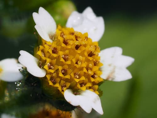 Hairy Galinsoga (Galinsoga quadriradiata)