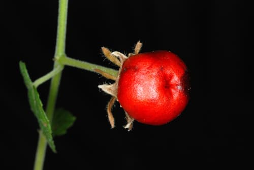 Turk's Cap (Malvaviscus arboreus)
