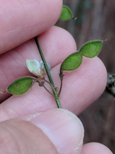 Sessile Tick-Clover (Desmodium sessilifolium)