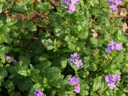 Tampa verbena (Glandularia tampensis)