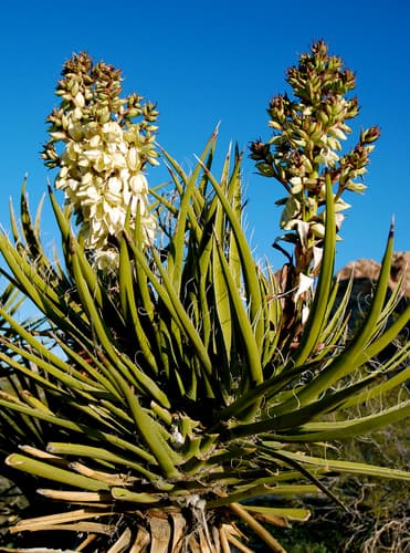 Mohave yucca (Yucca schidigera)