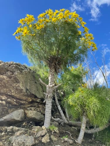 Giant coreopsis (Leptosyne gigantea)
