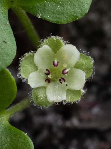 Carolina Ponyfoot (Dichondra carolinensis)