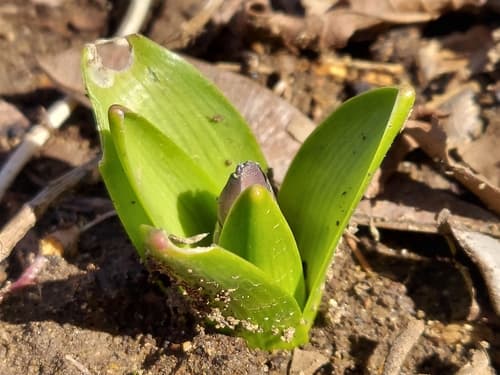 Hyacinth (Hyacinthus orientalis)