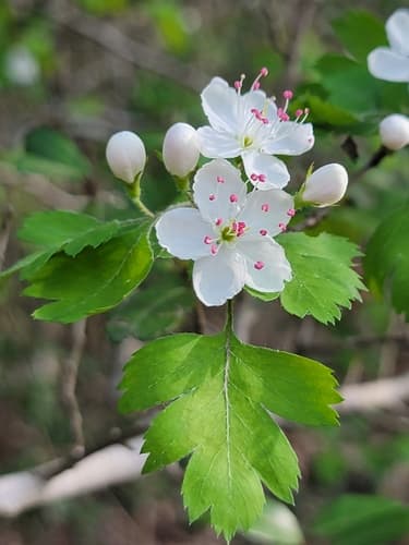 Parsley Hawthorn (Crataegus marshallii)