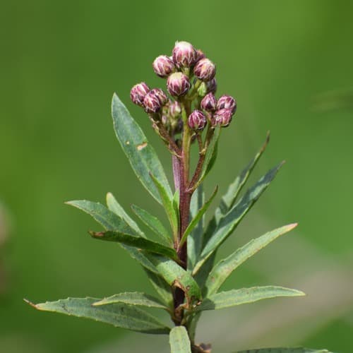 Mulefat (Baccharis salicifolia)