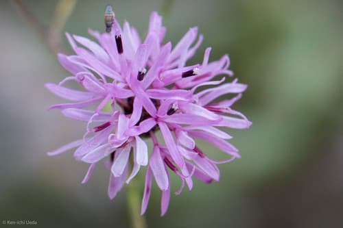 Small Palafox (Palafoxia callosa)