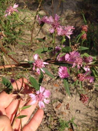 Showy Palafoxia (Palafoxia hookeriana)