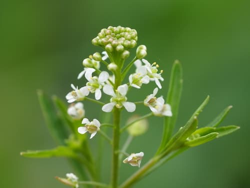 Least Pepperwort (Lepidium virginicum)