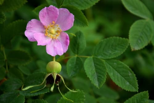 Nootka Rose (Rosa nutkana)