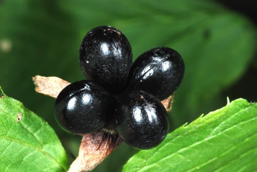 Jetbead (Rhodotypos scandens)