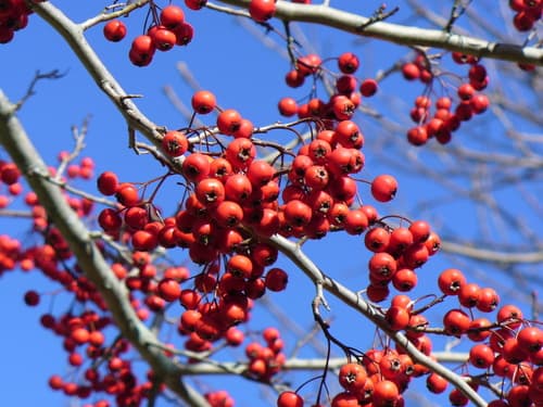 Green Hawthorn (Crataegus viridis)