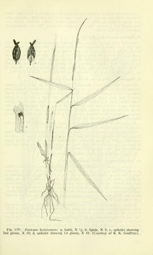 Maidencane (Panicum hemitomon)