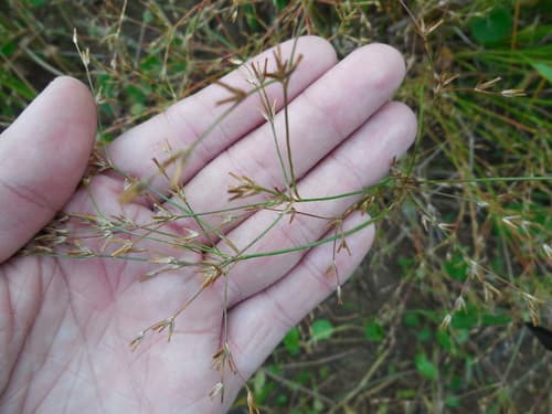 Slimpod Rush (Juncus diffusissimus)