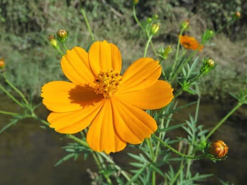 Sulphur Cosmos (Cosmos sulphureus)