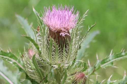 Horrid Thistle (Cirsium horridulum)