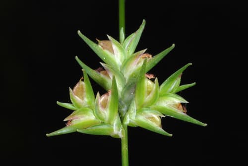 Longleaf wood oats (Chasmanthium sessiliflorum)