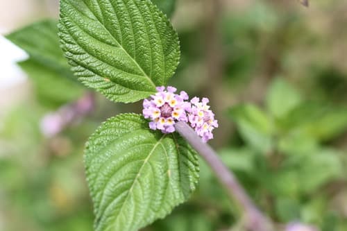 Bushy Lipia (Lippia alba)