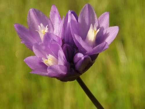 Blue Dicks (Dichelostemma capitatum)