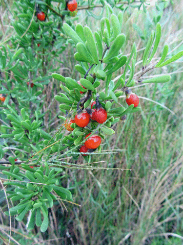Carolina Wolfberry (Lycium carolinianum)