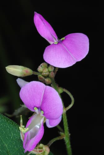 Dillenius' ticktrefoil (Desmodium glabellum)